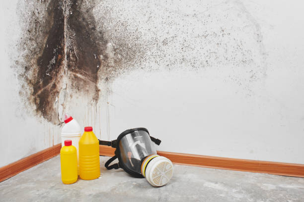 Best Industrial Mold Remediation in Stonewall, MS