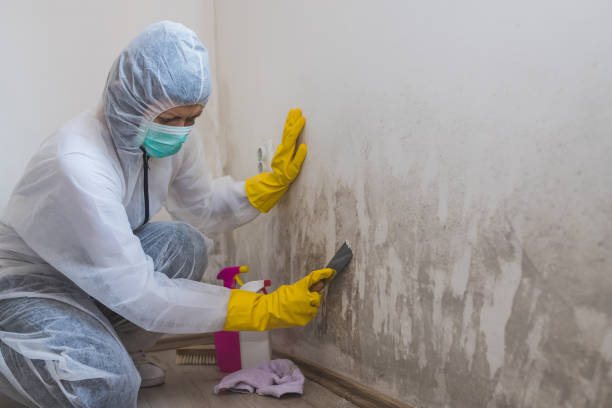 Best Basement Mold Remediation in Stonewall, MS