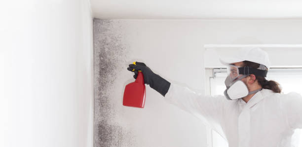 Reliable Stonewall, MS Mold Remediation Solutions